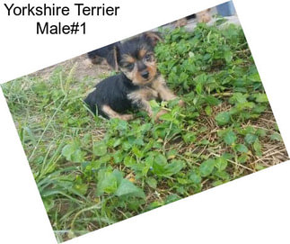 Yorkshire Terrier Male#1
