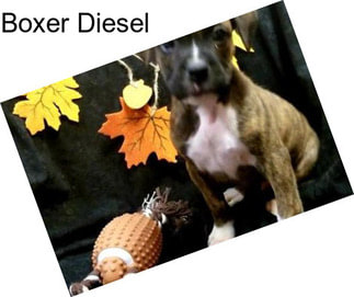 Boxer Diesel