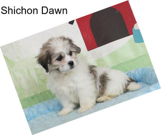 Shichon Dawn