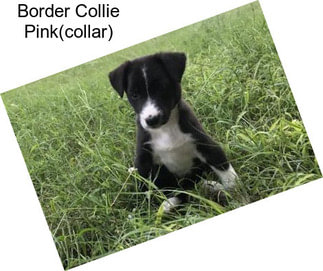 Border Collie Pink(collar)