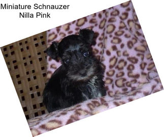 Miniature Schnauzer Nilla Pink