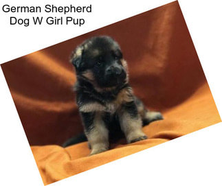German Shepherd Dog W Girl Pup
