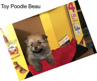 Toy Poodle Beau