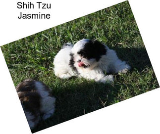 Shih Tzu Jasmine