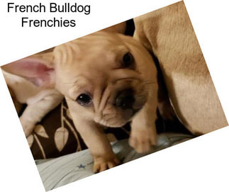 French Bulldog Frenchies