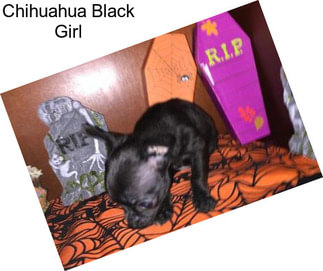 Chihuahua Black Girl