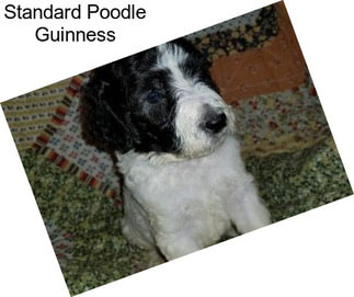 Standard Poodle Guinness