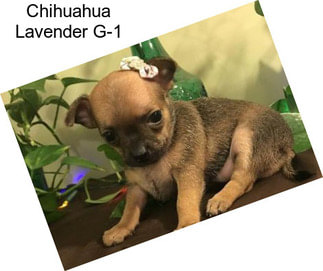 Chihuahua Lavender G-1