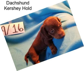 Dachshund Kershey Hold