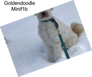 Goldendoodle Minif1b