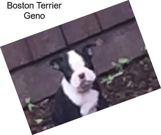 Boston Terrier Geno