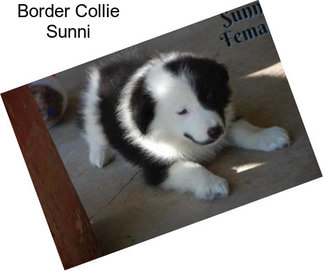 Border Collie Sunni