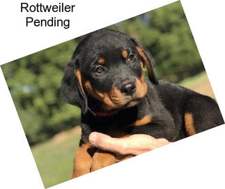 Rottweiler Pending