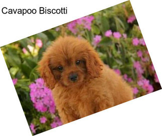 Cavapoo Biscotti