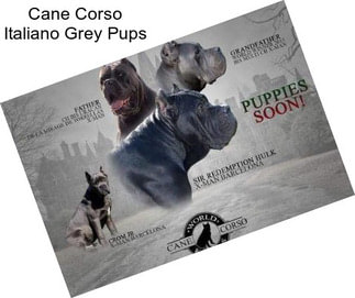 Cane Corso Italiano Grey Pups