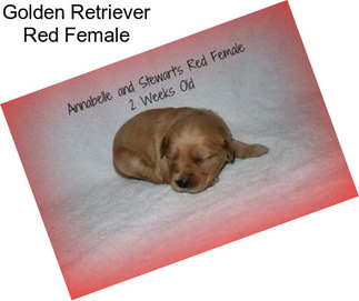 Golden Retriever Red Female