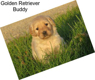 Golden Retriever Buddy