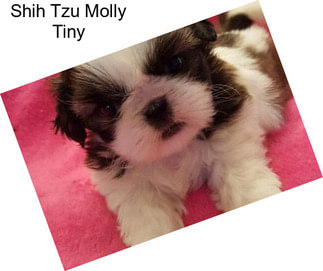 Shih Tzu Molly Tiny