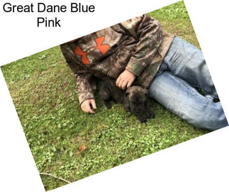 Great Dane Blue Pink