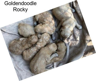Goldendoodle Rocky