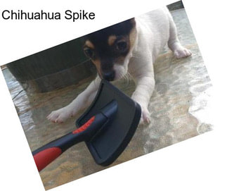 Chihuahua Spike