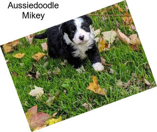 Aussiedoodle Mikey