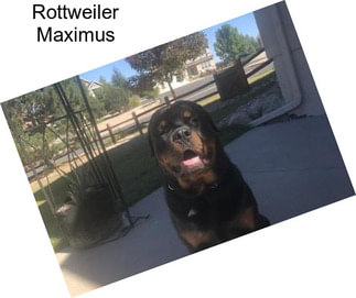 Rottweiler Maximus