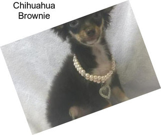 Chihuahua Brownie