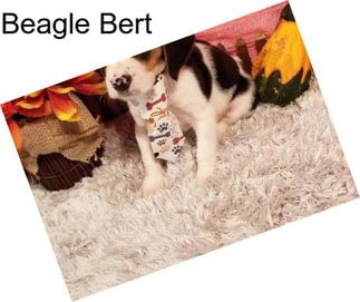 Beagle Bert