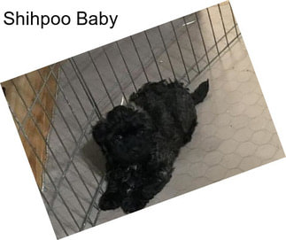 Shihpoo Baby