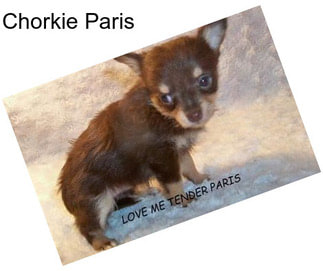 Chorkie Paris