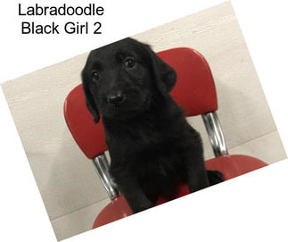 Labradoodle Black Girl 2