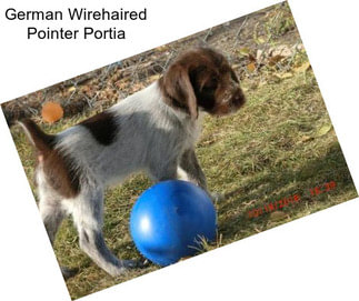 German Wirehaired Pointer Portia