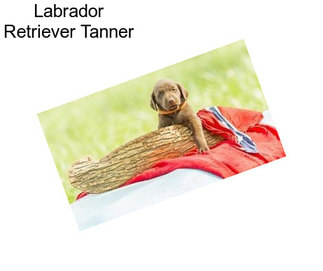 Labrador Retriever Tanner