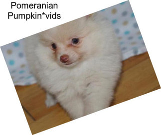 Pomeranian Pumpkin*vids