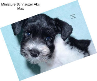 Miniature Schnauzer Akc Max