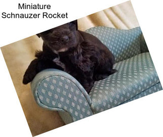 Miniature Schnauzer Rocket