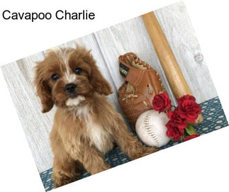 Cavapoo Charlie