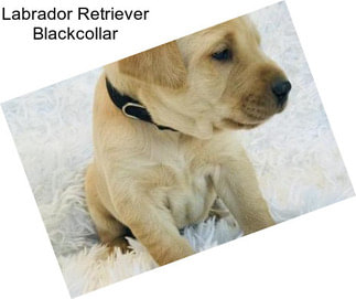 Labrador Retriever Blackcollar