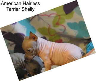 American Hairless Terrier Shelly