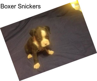 Boxer Snickers