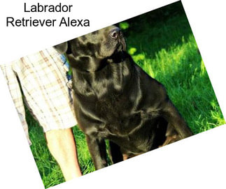 Labrador Retriever Alexa