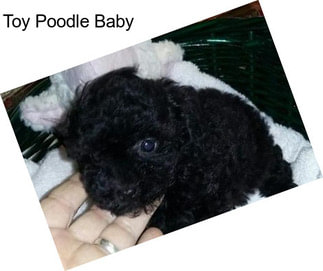 Toy Poodle Baby