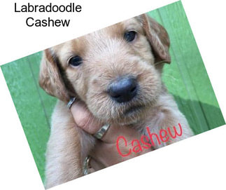 Labradoodle Cashew