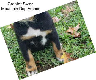 Greater Swiss Mountain Dog Amber