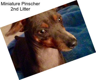 Miniature Pinscher 2nd Litter