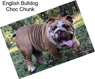 English Bulldog Choc Chunk