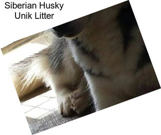 Siberian Husky Unik Litter