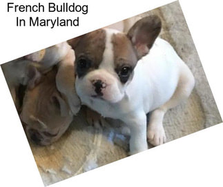 French Bulldog In Maryland