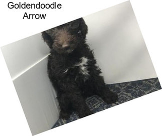 Goldendoodle Arrow